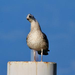 Yellow-legged Gull