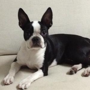 Boston Terrier