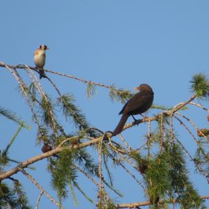 Eurasian Blackbird