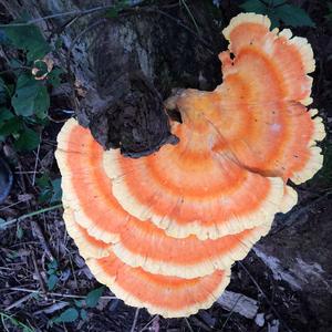 Chicken Mushroom