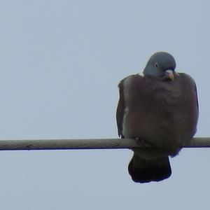Common Wood-pigeon