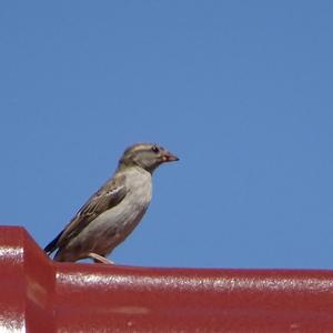 House Sparrow