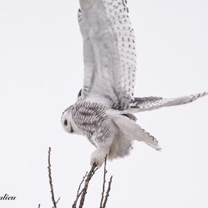 Snowy Owl