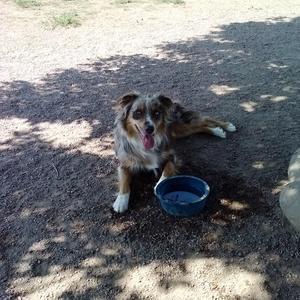 Australian Shepherd