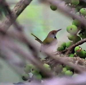 Dark-necked Tailorbird