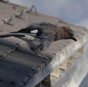 Eurasian Jay