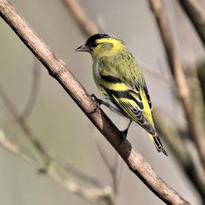 Eurasian Siskin