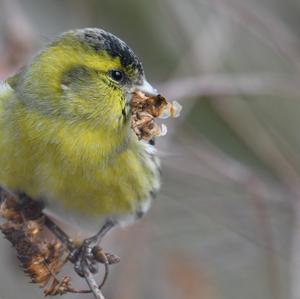 Eurasian Siskin