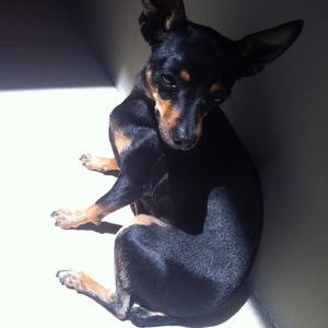 Unknown Breed
