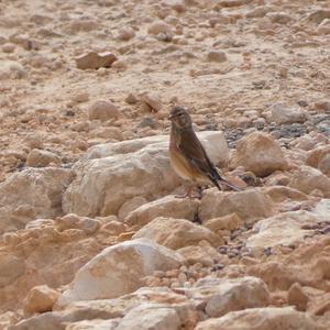 Eurasian Linnet