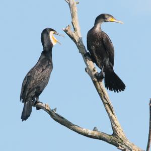 Great Cormorant