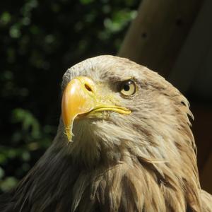 White-tailed Eagle