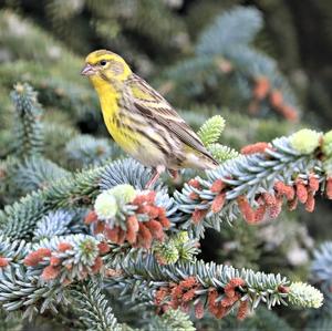 Eurasian Siskin