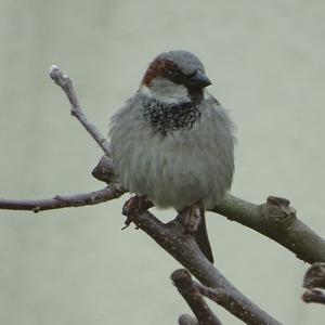 House Sparrow