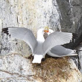 Black-legged Kittiwake