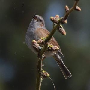 Hedge Accentor