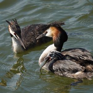 Great Crested Grebe