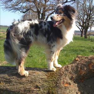 Australian Shepherd