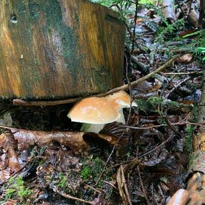 King Bolete