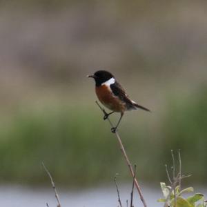 European stonechat