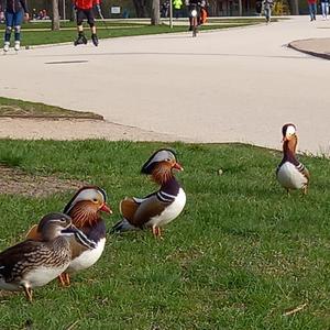 Mandarin Duck