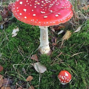 Fly Agaric