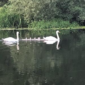 Mute Swan