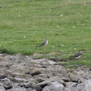 Common Greenshank