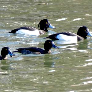 Tufted Duck