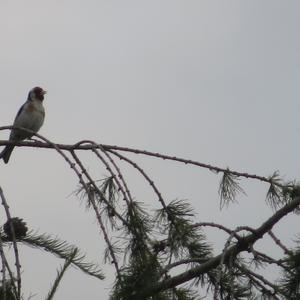 European Goldfinch