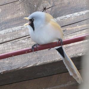 Bearded Parrotbill