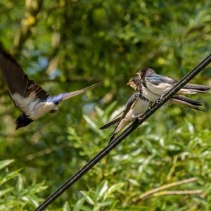 Barn Swallow