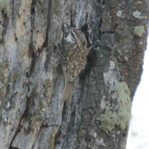 Eurasian Treecreeper