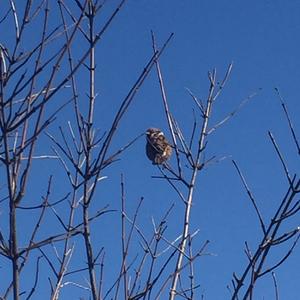 House Sparrow