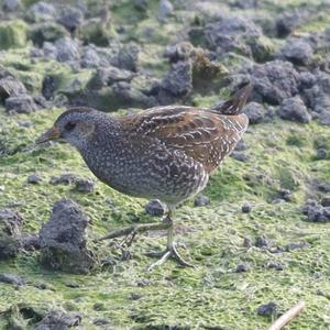 Spotted Crake