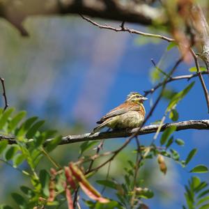 Cirl Bunting