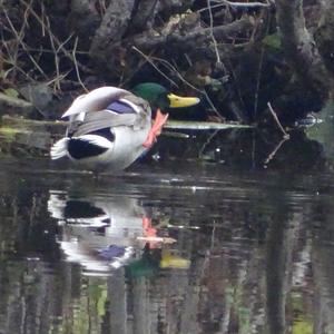 Mallard