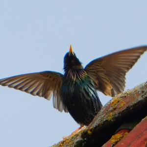 Common Starling