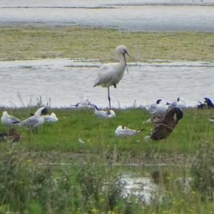 Eurasian Spoonbill