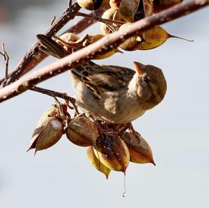 House Sparrow