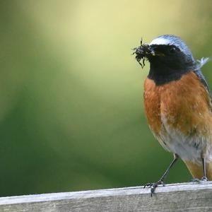 Common Redstart