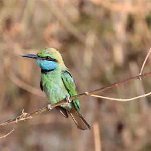 Little Green Bee-eater