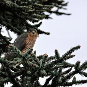 Eurasian Sparrowhawk