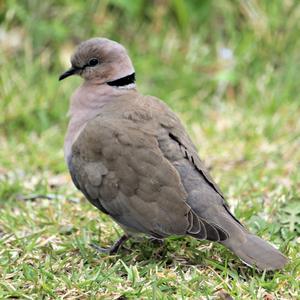 Ring-necked Dove