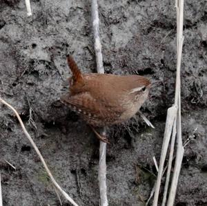 Winter Wren