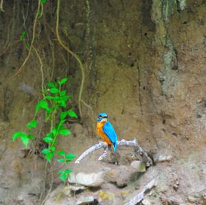 Common Kingfisher