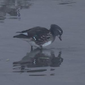 Mandarin Duck