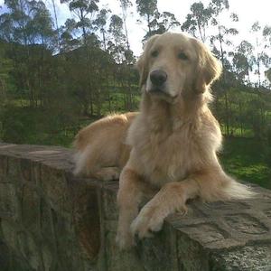 Retriever (Golden)