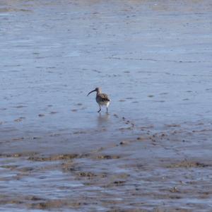 Eurasian Curlew