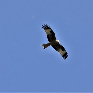 Red Kite